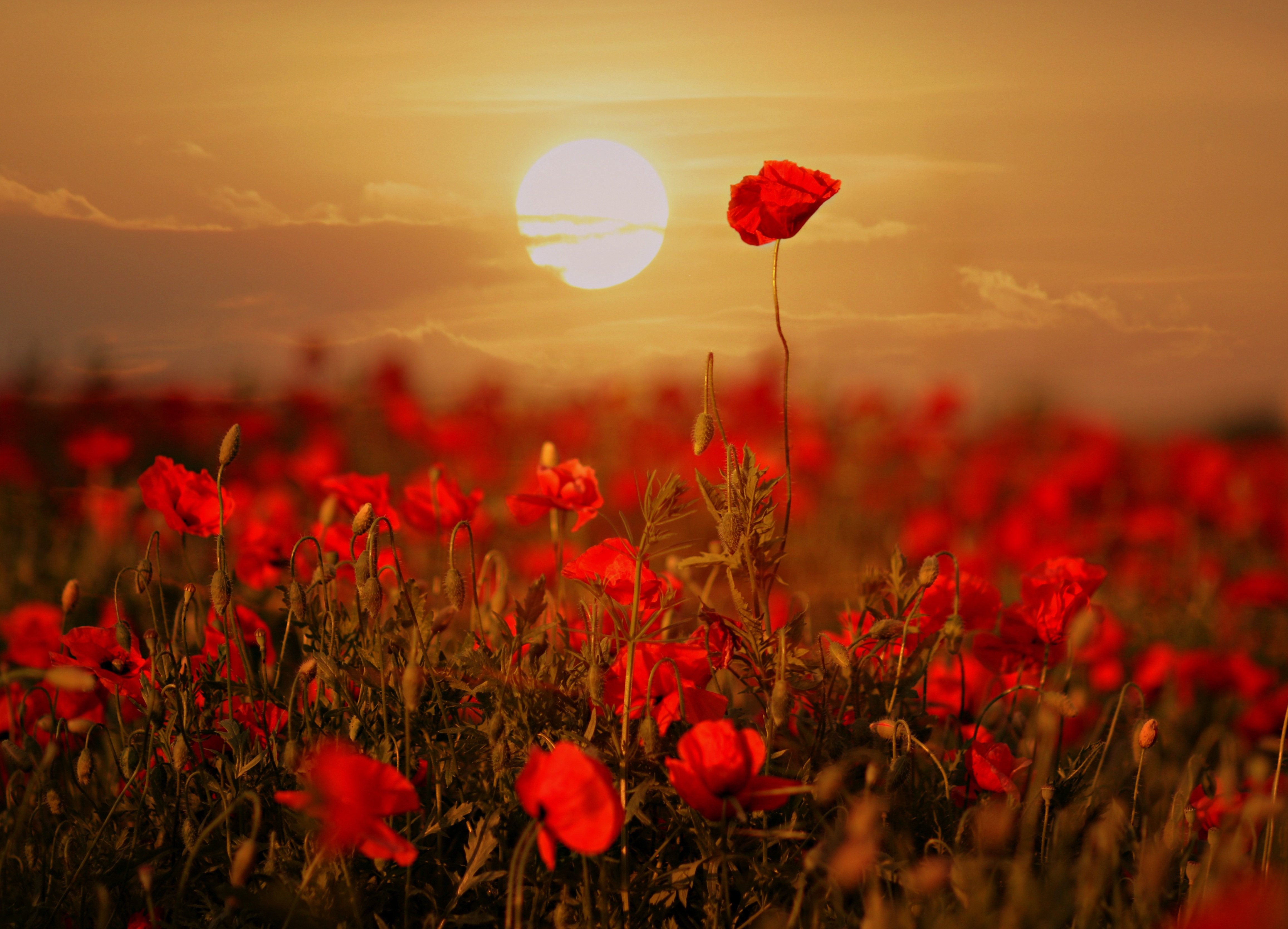 Image by Adina Voicu / Pixabay