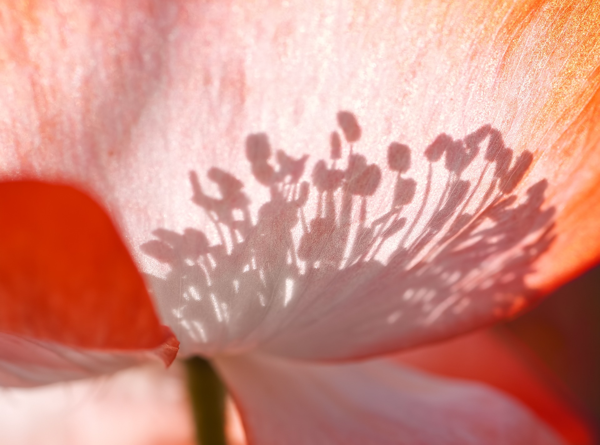 Photo by realworkhard, Pixabay Poppy